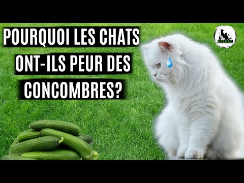 Pourquoi Les Chats Ont Ils Peur Des Concombres Youtube Pourquoi Les Chats Ont Ils Peur Des Concombres Youtube