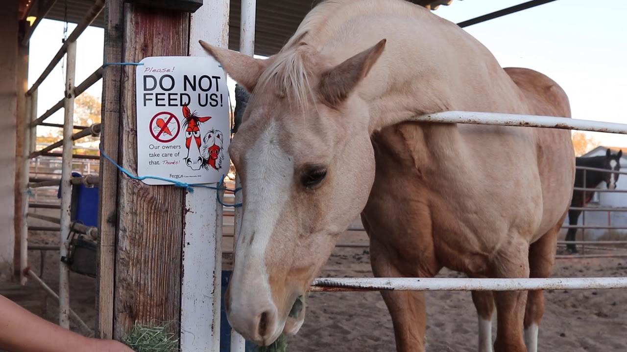 Quarantine From Deadly Horse Virus In Boulder City, Nv Ehv-1 Biosecurity Tips
