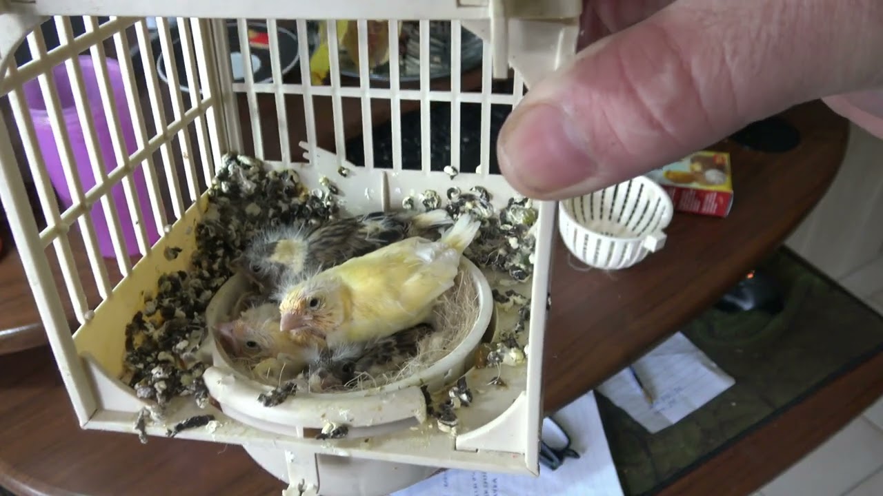 ΣΗΜΑΝΤΙΚΟ ΒΙΝΤΕΟ ΜΕ ΤΑ ΜΙΚΡΑ ΚΑΝΑΡΙΝΑΚΙΑ