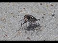 Жук-скакун  ( Cicindela soluta )