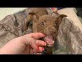 路上で保護された子犬、笑顔を武器に幸せを掴み取る！