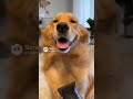 Golden retriever collection