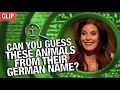 Qi  can you guess these animals from their german name