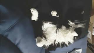 Mr. Darcy, tuxedo cat - Sleeping positions compilation 6 by Cat Diary - just sharing days of being a cat 84 views 4 days ago 1 minute, 41 seconds