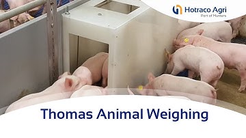 Accurate monitoring of animal weight in pig houses