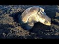 Im Nest der Meeresschildkröte - ARTE Doku