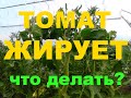 Жирование Томатов