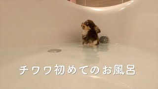 【Vlog】手のひらサイズチワワ初めてお風呂に入った反応が可愛すぎた   されるがままに洗われ、ポカンとした表情がなんとも言えませんw