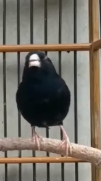 BURUNG INDIGO GACOR