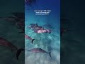 What an insane encounter with the dolphins this morning 🥹🐬 #hawaii #ocean #freediving #dolphins 