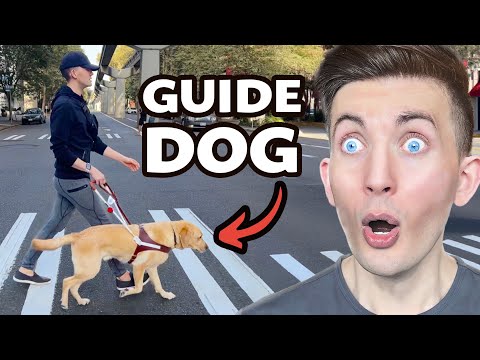 Video: Sådan går du grøn med din hund Denne jorddag