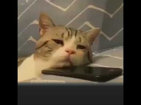 معاك قلبي وبلاش تغيب عني بتوحشني عمر دياب حالات واتس أب حب