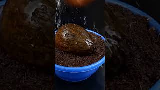 How to germinate Coconut Tree Fast From Seed#Shorts