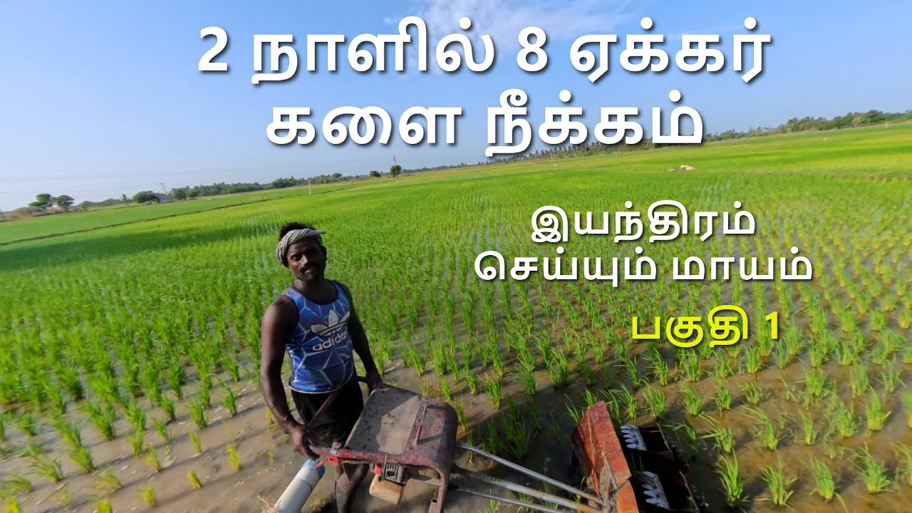 இயந்திரம் மூலம் நேரடி களை நீக்கம்! ஓட்டுநரின் அனுபவம். Paddy Weeding at 15 Days | Cono Weeder Part 1