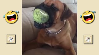 THIS DOG IS CRAZY 🤣 Funny Animal Videos 🤣