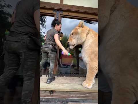 اللايجر ربما تراه أو تسمع عنه للمرة الأولى في حياتك النمر