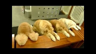Смешные собаки ждут команды перед едой. Видео подборка NEW Смешные собаки ждут команды перед едой. Видео подборка NEW