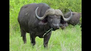 African Cape Buffalo sounds