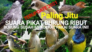 SUARA BURUNG RIBUT~BURUNG LIAR SUSAH MENDEKAT PAKAI SUARA INI!