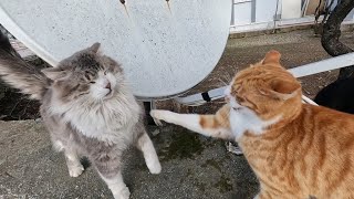 Cat which is so friendly when alone, becomes so aggressive when other cats are around
