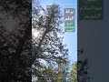 بركة العلم الشيخ عبدالسلام الشويعر