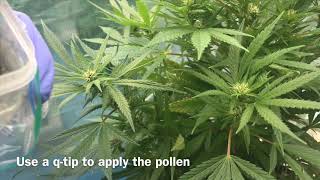 BREEDING WEED  PLANTS