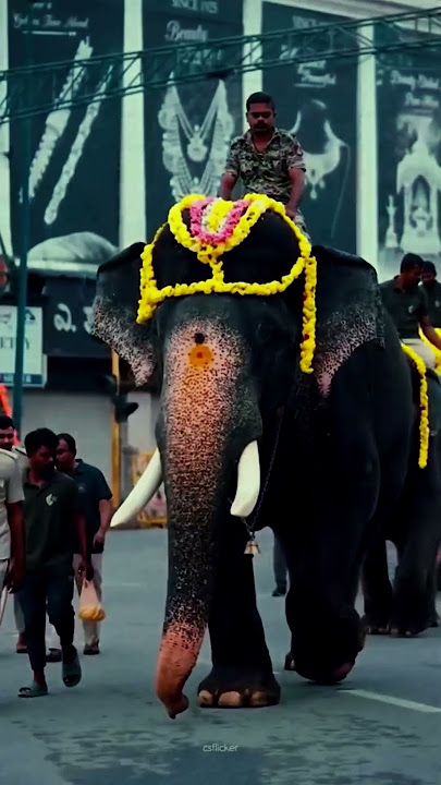 Arjuna 🐘 #song #music #newsong #arjunaelephant