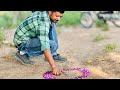 50 Mirchi Bomb Vs Chakri| 2024 Diwali special Video |# #Diwali crackers ~Mr.Mayur Hacker