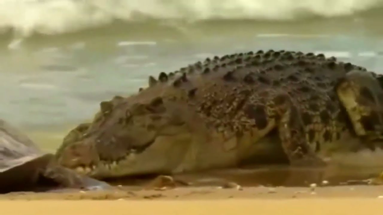 TIMSOH _AKULA VA BOSHQA XAYVONLARGA QARSHI JANG QILDI_(QIZIQARLI VIDEO ...