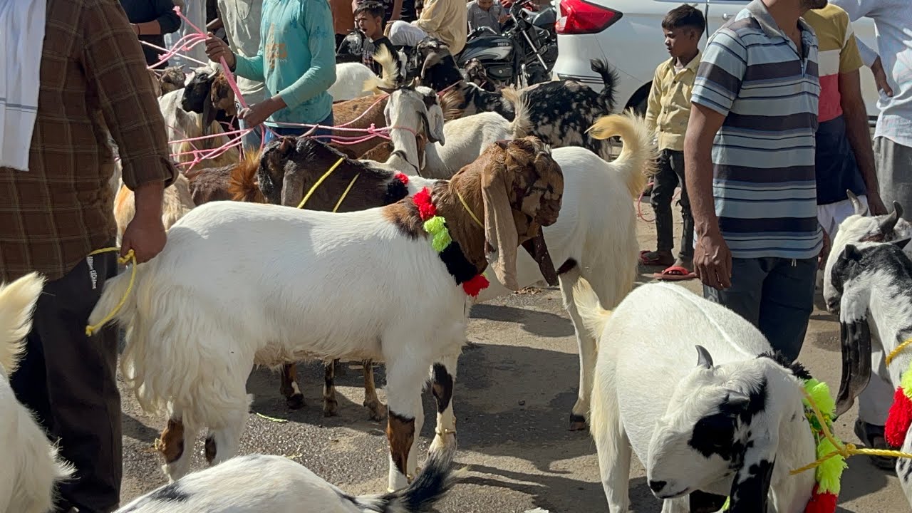 Meerut bakra mandi 28.3.2025 #viralvideo #goat #animallover #animals #trendingvideo #youtube #goatfa