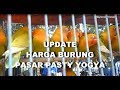 Harga Burung Lovebird Jogja