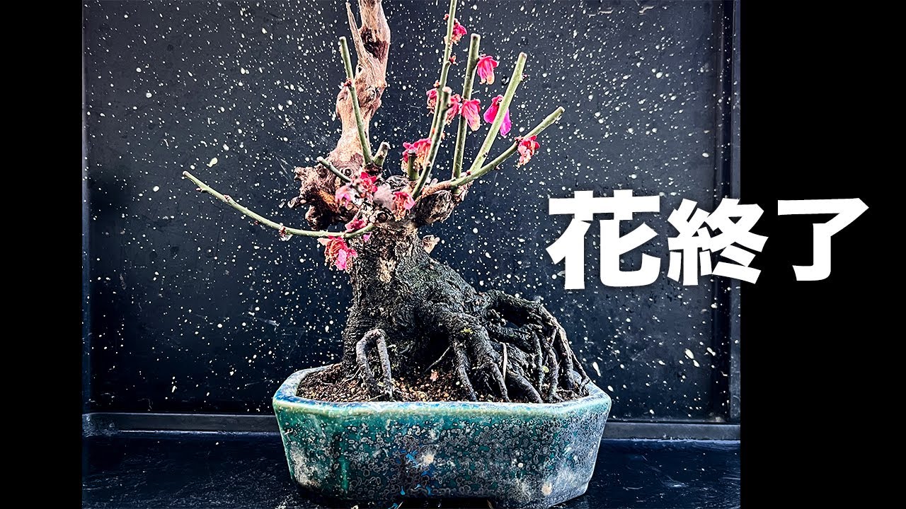 2024梅の花後の剪定 #盆栽 #bonsai