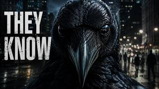 The Dark Truth About Crows | The Intelligent Species Watching Humanity