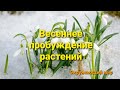 Пробуждение растений. Раннецветущие растения