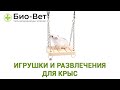 Игрушки и Развлечения Для Крыс 🐀 // Сеть Ветклиник БИО-ВЕТ