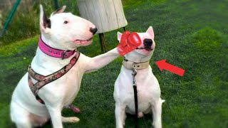Bull Terrier - Good Guy With A Fighting Past | Characteristics by Paws & Plays 116 views 5 months ago 4 minutes, 55 seconds