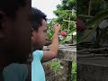 তো আমার# ড্রাগন #ফল#পাকতে চলেছে. short #mini vlog