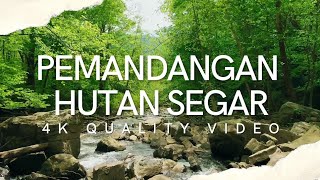 PEMANDANGAN HUTAN SEGAR | 4K KUALITAS VIDEO | VIDEO RELAKSASI PENGHILANG STRES BERNUANSA HUTAN ASLI