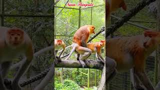 Submissive Endangered Borneo Native Proboscis Monkey Having Basic Instinct To Repopulate the Jungle