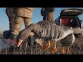 Охота на ГУСЯ и УТКУ 2020. Goose hunting