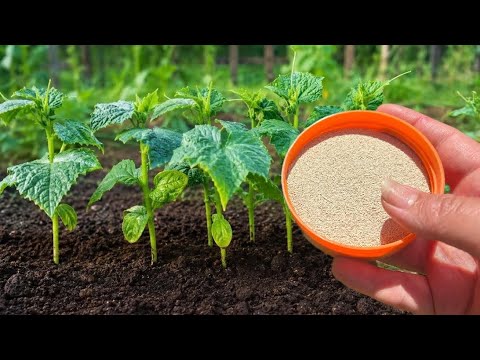 Just 1 cap and the cucumbers will explode with fruit!
