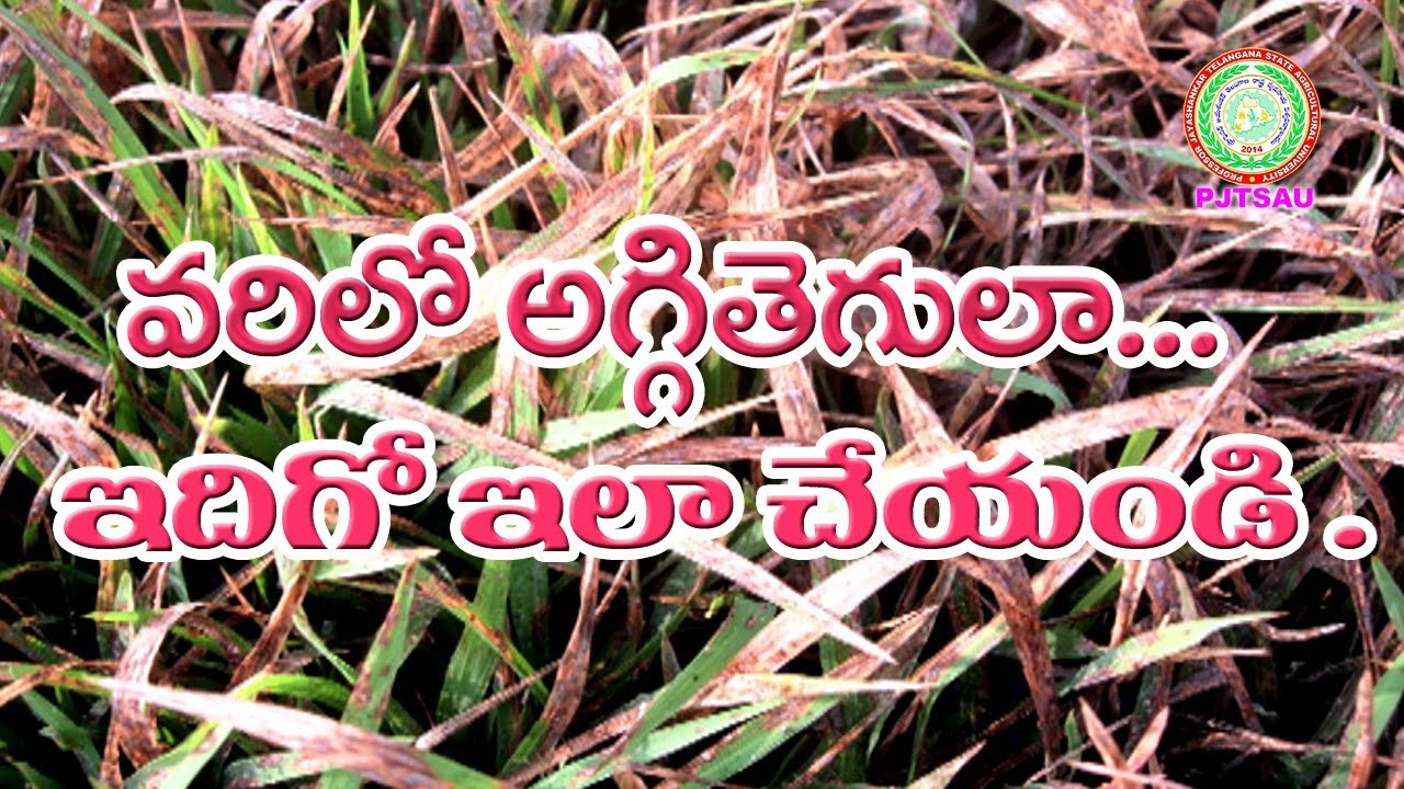 Blast Management in Paddy ll PJTSAU ll