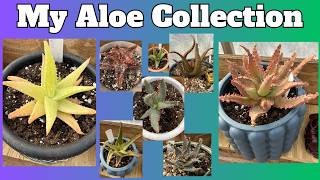 Guys, I'm going all in on aloes.