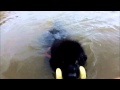 Bunny Newfoundland Dog Water Training Bunny Newfoundland Dog Water Training