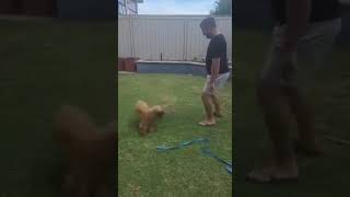 Ronaldo The Cavoodle Soccer