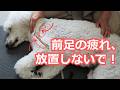 疲れている肩・前肢の筋肉を緩めるマッサージ【コンディショニング・チャレンジ②】