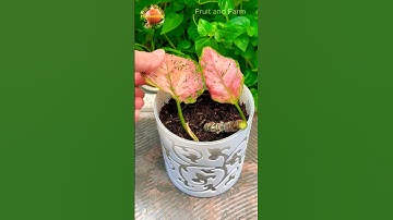 How to Propagate Aglaonema from Stem Cuttings #aglaonema #propagate