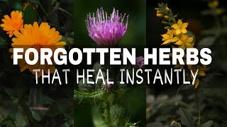 25 Forgotten Medicinal Plants That Will Heal You Instantly