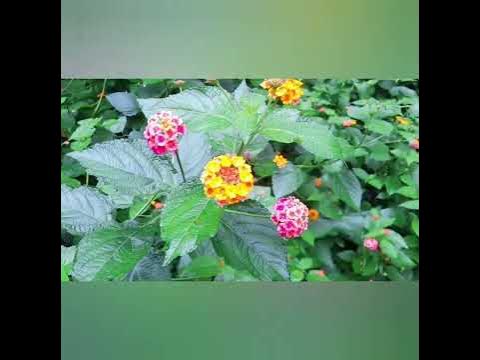 ЧУДЕСНЫЕ ЦВЕТКИ ВЕРБЕНЫ,ДЛЯ ВАС-ДРУЗЬЯ!🏵🌼🌸#цветы#вербена - YouTube