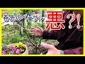 4月のバラ庭紹介◆ベーサルシュートについてガッツリ語る(._.)